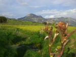 wild fennel